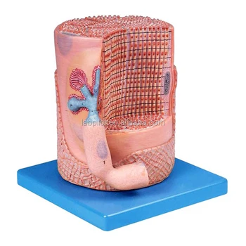 Anatomski Model Skeletnega Mišičnega Vlakna Jedro Mišične Celice 3D Model  5